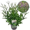 Afbeelding van VP Verbena P19 bonariensis Bonnie Blue knop